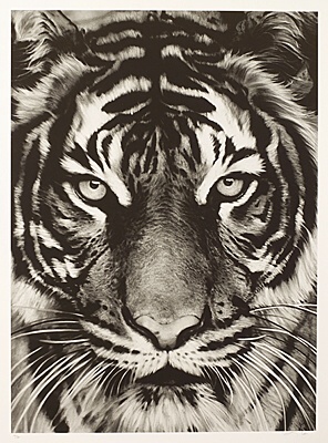 Robert Longo, "Tiger"